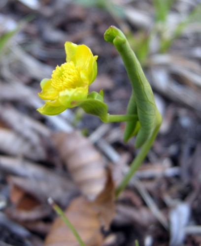 Ranunculus thora / Ranuncolo Erba-tora